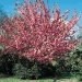 prunus serrulata Kansan 